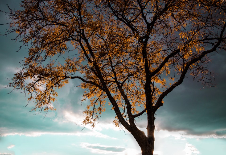 A picture of a tree with it's leaves changing colors.