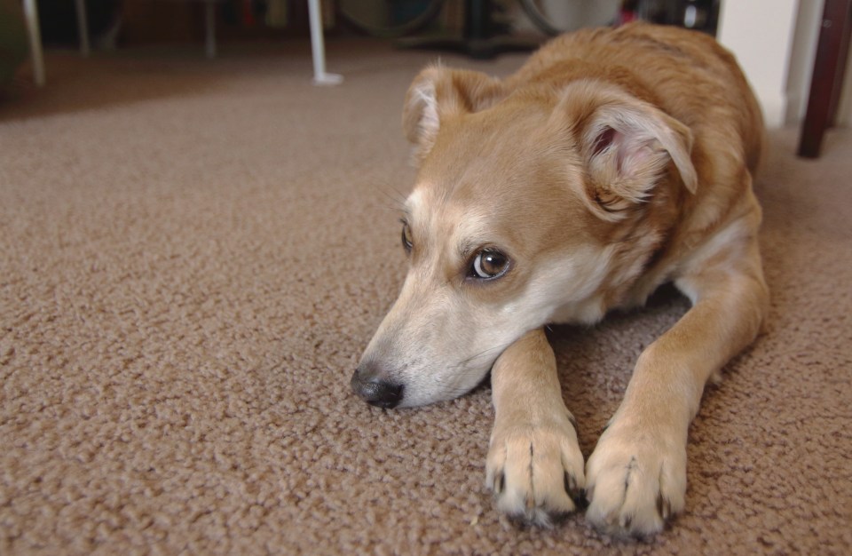 A Basenji Jack Russell Terrier mix